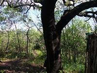 Parco_Cosentini - 20110417 041.jpg